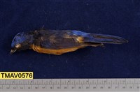 藏品(黃腹琉璃)的圖片